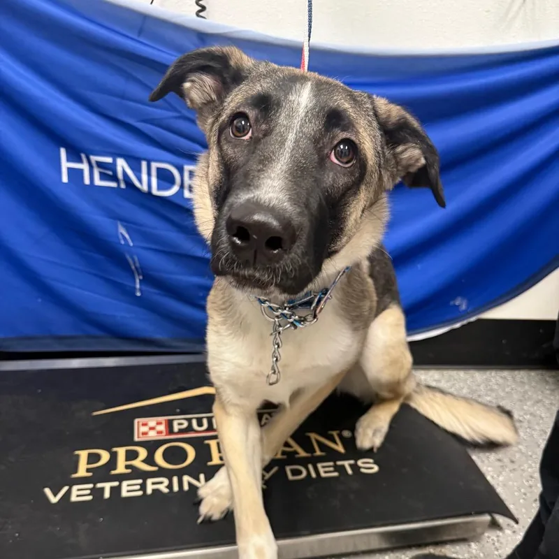 A young large-sized female Brown / Chocolate German Shepherd Dog dog named Haccstray for adoption in Henderson, NV