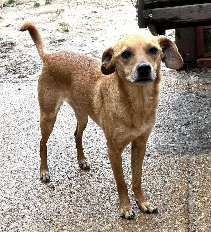 Scooby