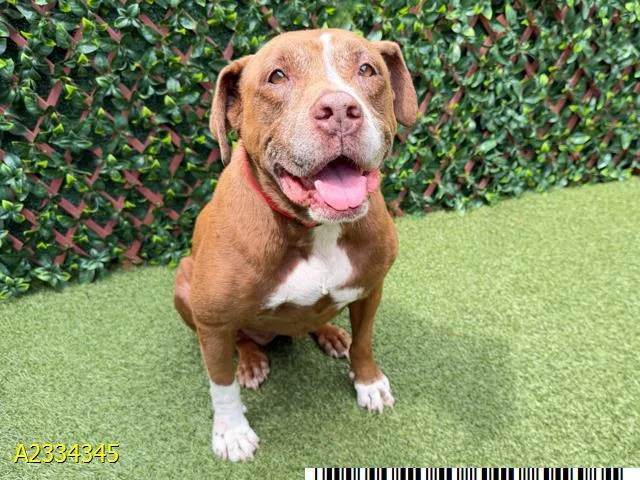 A senior large-sized female Mixed Breed dog named Lola for adoption in West Palm Beach, FL