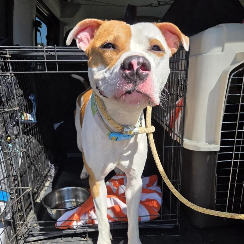 Stan The Man Jum thumbnail 2