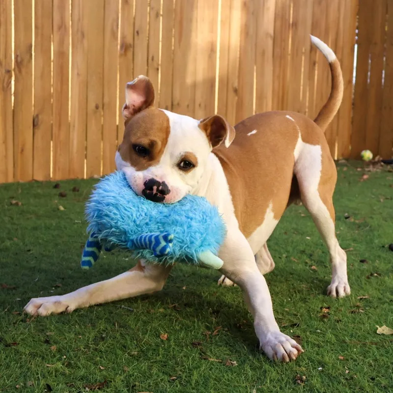 Stan The Man Jum thumbnail 3