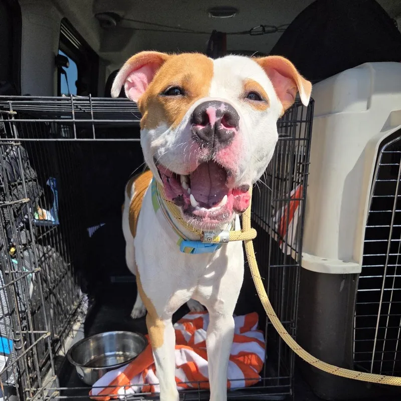 Stan The Man Jum thumbnail 4