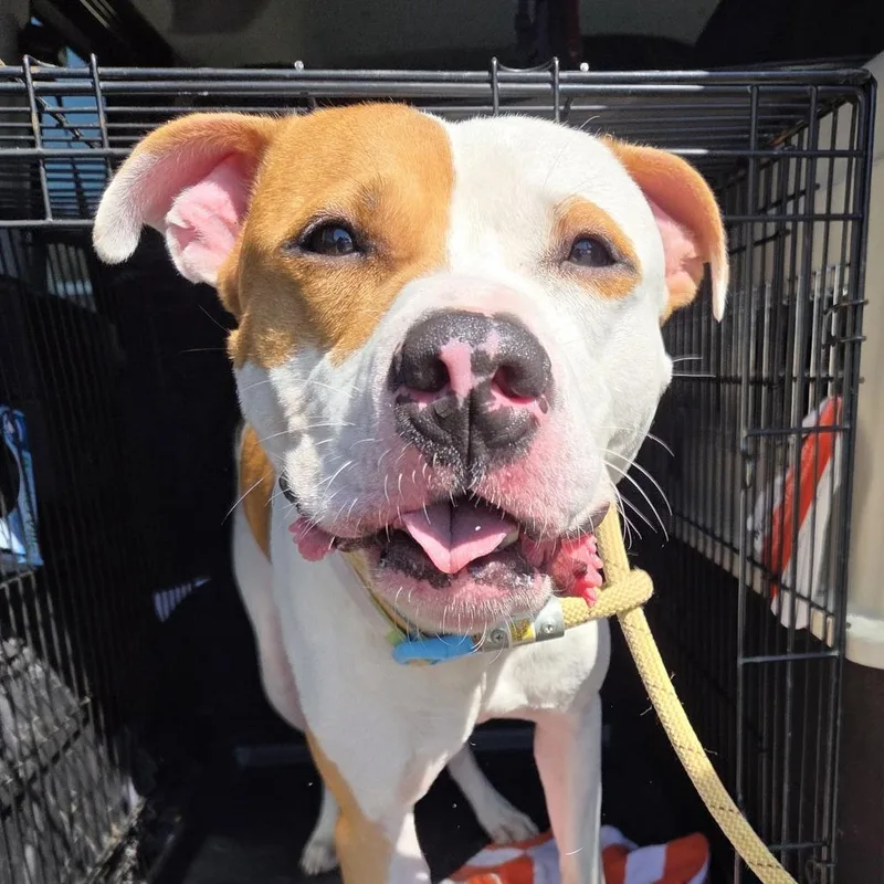 Stan The Man Jum thumbnail 5