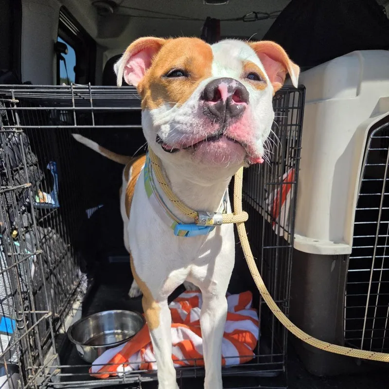 Stan The Man Jum thumbnail 6