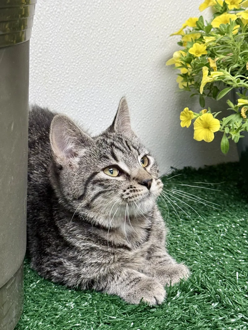 A young medium-sized female Tabby (Brown / Chocolate) Domestic Short Hair cat named Cheryl for adoption in Effingham, IL