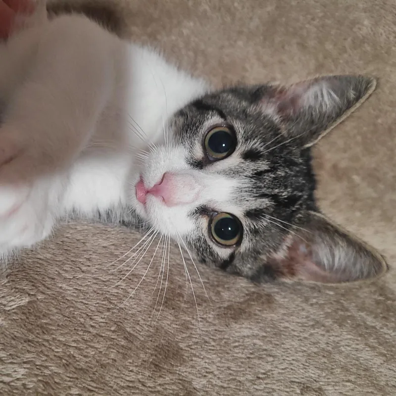 A baby medium-sized female Tabby (Brown / Chocolate) Domestic Short Hair cat named Octavia for adoption in Hudson, NY