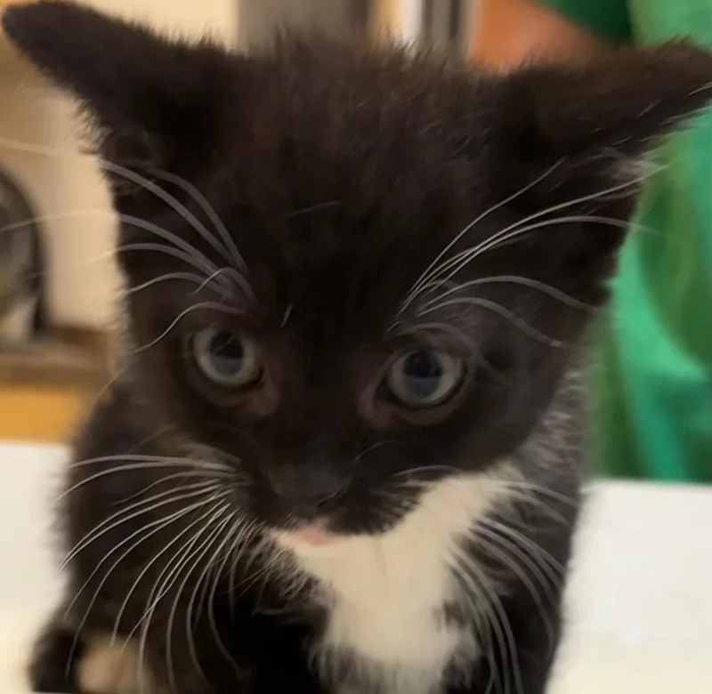 Sox
