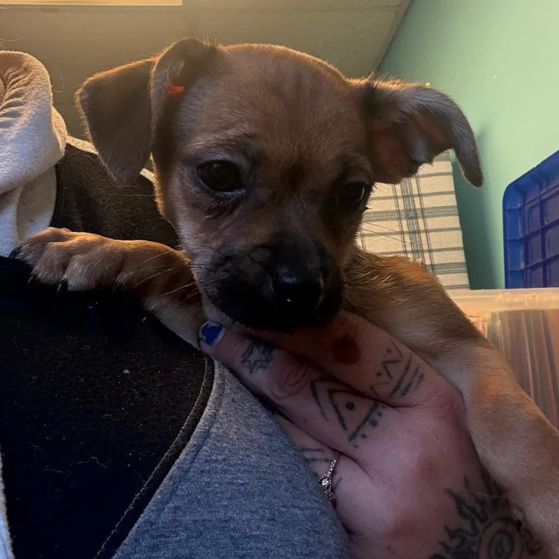 A baby small-sized female Red / Chestnut / Orange Terrier dog named Tansy for adoption in Pennsville, NJ