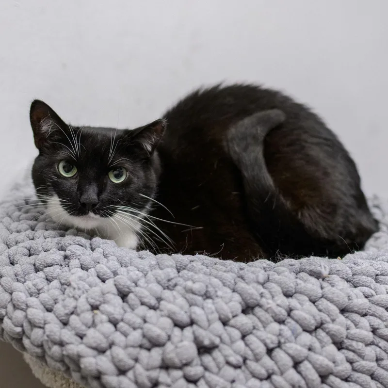An adult medium-sized female Domestic Short Hair cat named Collette for adoption in Hamilton, NJ