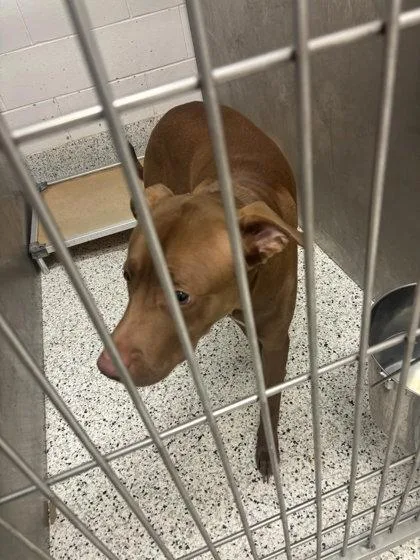 An adult large-sized male Mixed Breed dog named Pointer for adoption in Atlanta, GA