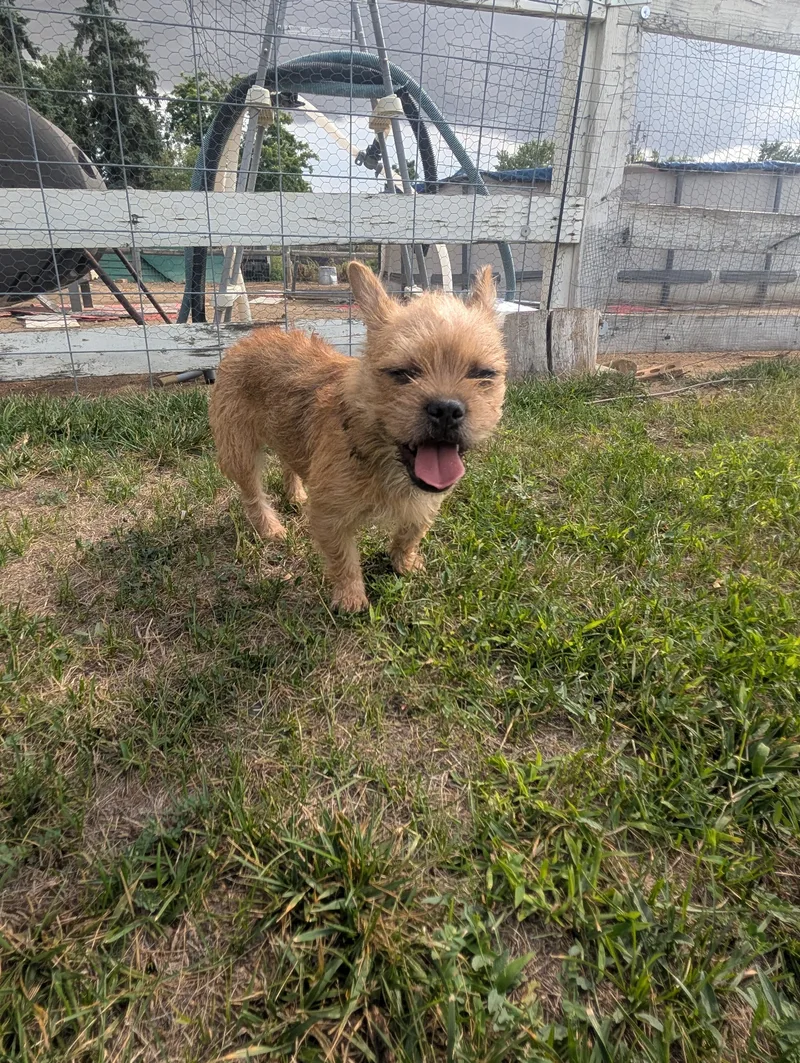 A baby small-sized female French Bulldog dog named Luna for adoption in Windsor, CO