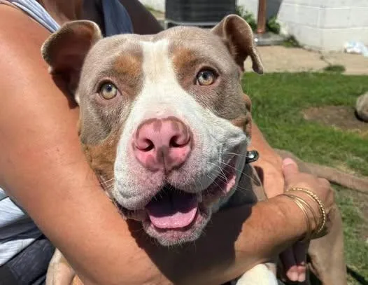 A young medium-sized male Brown / Chocolate Pit Bull Terrier dog named Timber for adoption in Euclid, OH
