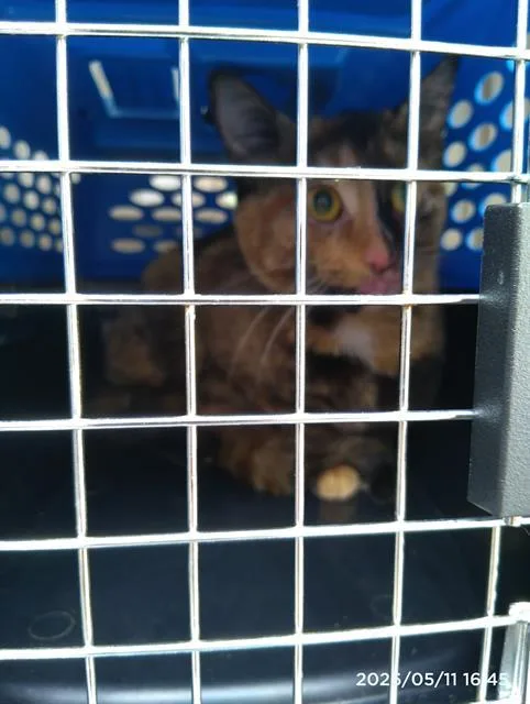 A young small-sized female Domestic Short Hair cat named Jamey for adoption in Charlotte, NC