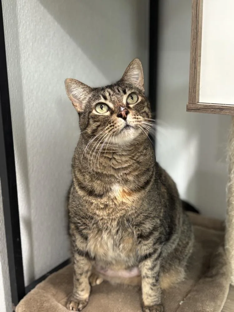 An adult medium-sized female Domestic Short Hair cat named Whispurr for adoption in Dallas, TX