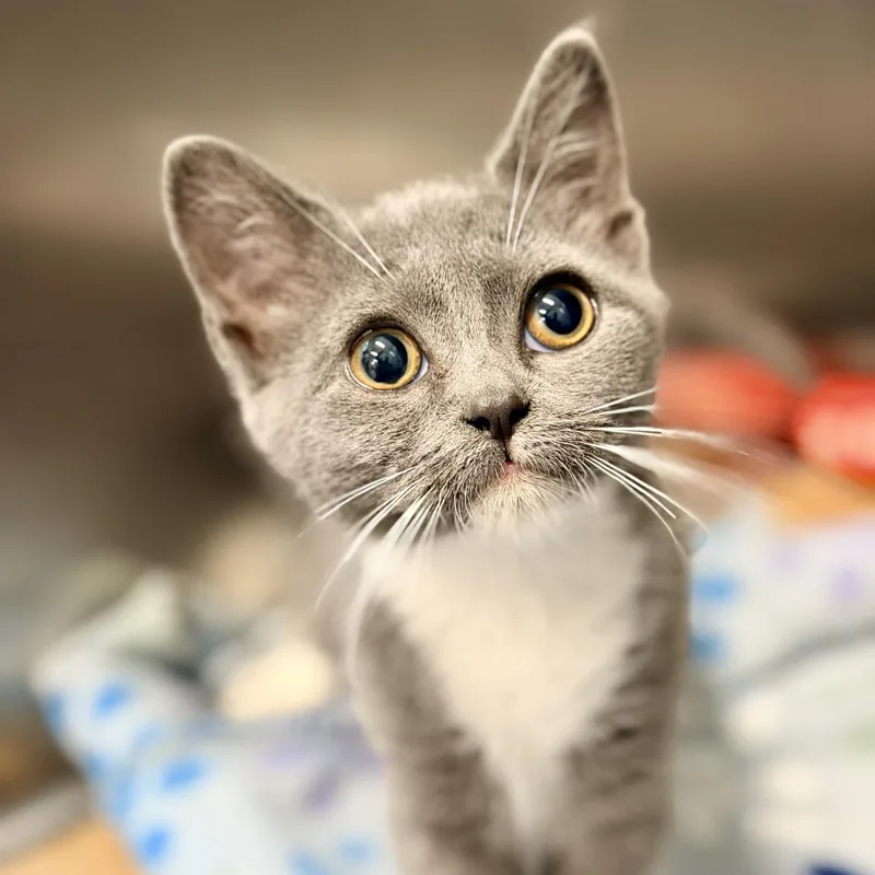 A baby medium-sized female Gray & White Domestic Short Hair cat named Dancer for adoption in Jackson, NJ