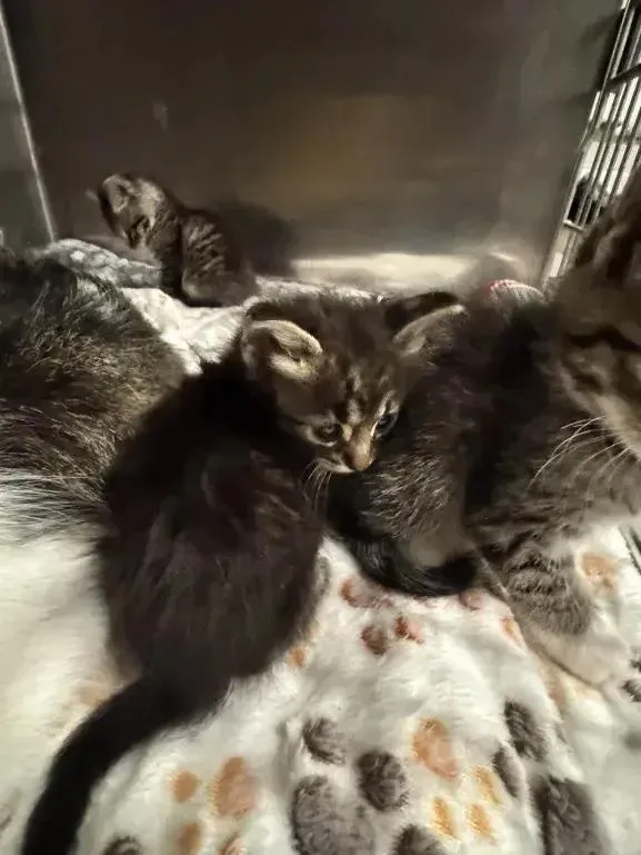 A baby small-sized female Domestic Medium Hair cat named Camille for adoption in Grand Rapids, MI