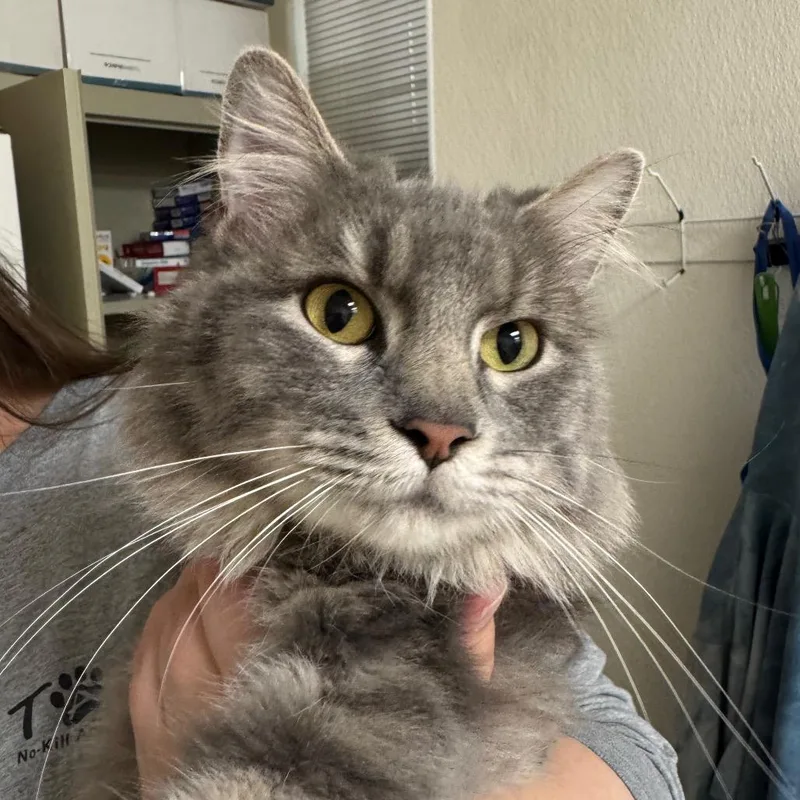 An adult medium-sized female Gray / Blue / Silver Domestic Medium Hair cat named Monica for adoption in Pekin, IL