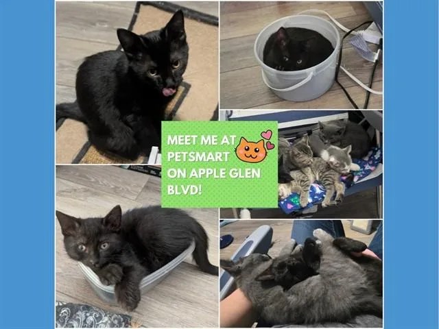A baby small-sized male Domestic Short Hair cat named Dopey for adoption in Fort Wayne, IN