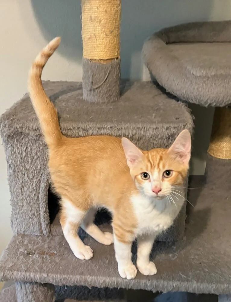 A baby small-sized male Domestic Short Hair cat named Red Hood for adoption in Dallas, TX