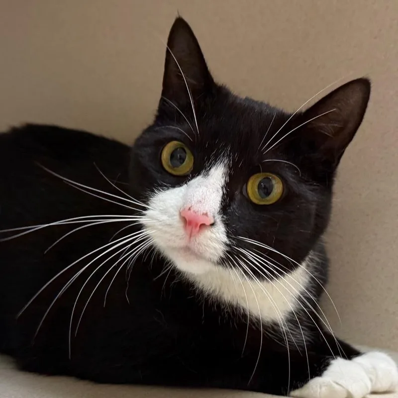 An adult medium-sized female Black Domestic Short Hair cat named Ruby Sue for adoption in Ballston Spa, NY