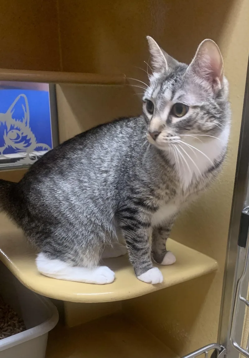 A young medium-sized female Tabby (Gray / Blue / Silver) Domestic Short Hair cat named Posey for adoption in Port Jefferson Station, NY