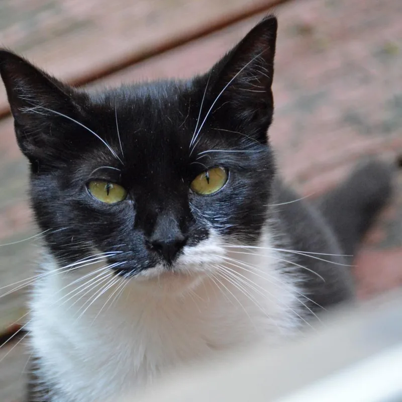 A senior large-sized female Black Domestic Short Hair cat named Agave for adoption in Middletown, NY