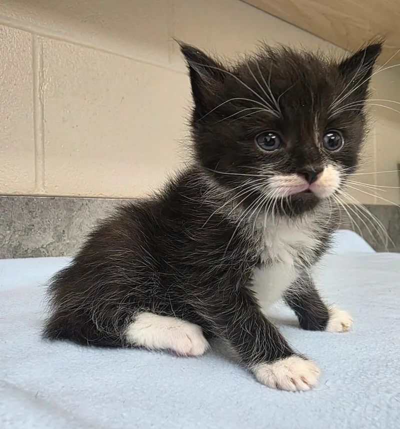 A baby medium-sized male Domestic Short Hair cat named Labyrinth for adoption in Greeneville, TN