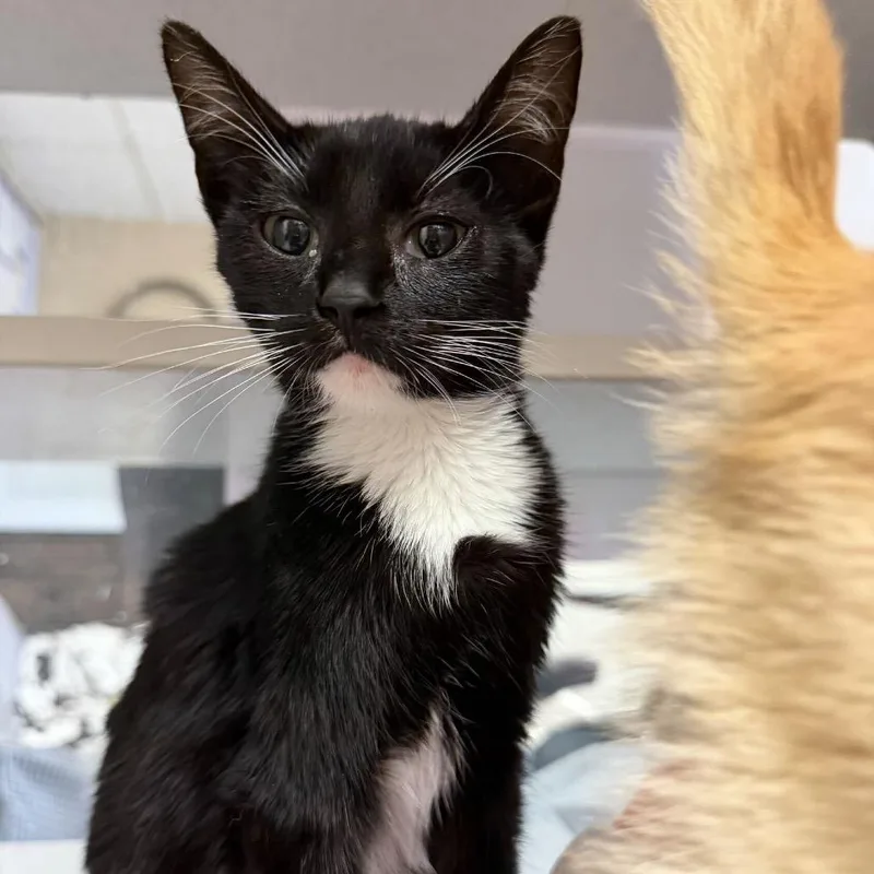 A baby small-sized female Black Domestic Short Hair cat named S'more for adoption in Buffalo, MN