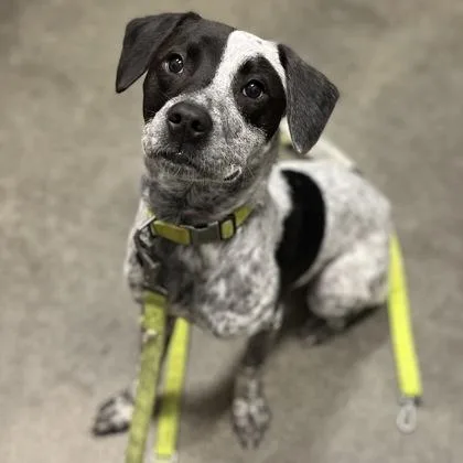 A young medium-sized male Mixed Breed dog named Waylon for adoption in Janesville, WI