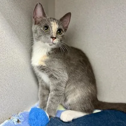 A baby small-sized female Gray / Blue / Silver Domestic Short Hair cat named Lottie for adoption in Atlanta, GA