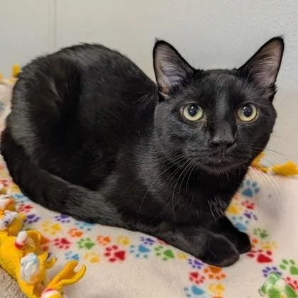 A young medium-sized male Black Domestic Short Hair cat named Tarot for adoption in Rochester, MN