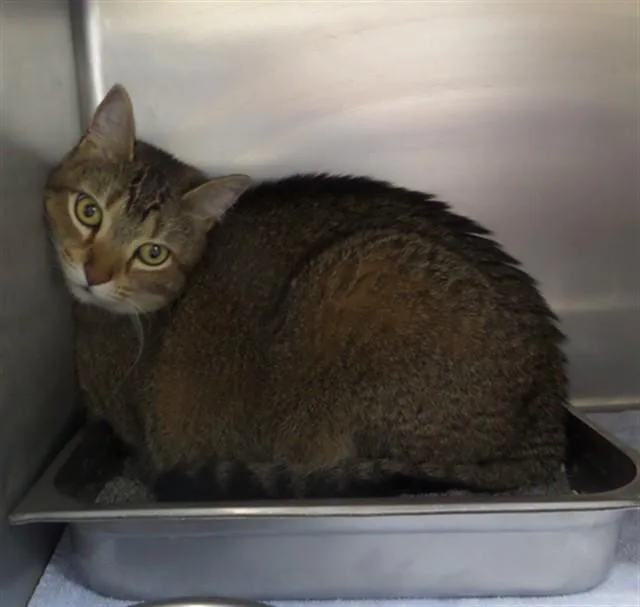 An adult medium-sized female Domestic Short Hair cat named Phoenix for adoption in Augusta, GA