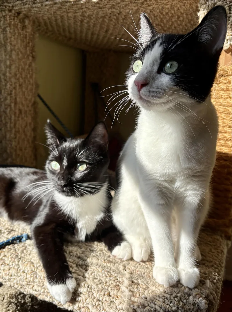 A baby medium-sized female Black & White / Tuxedo Domestic Short Hair cat named Ms Maynard and Riley for adoption in Seattle, WA