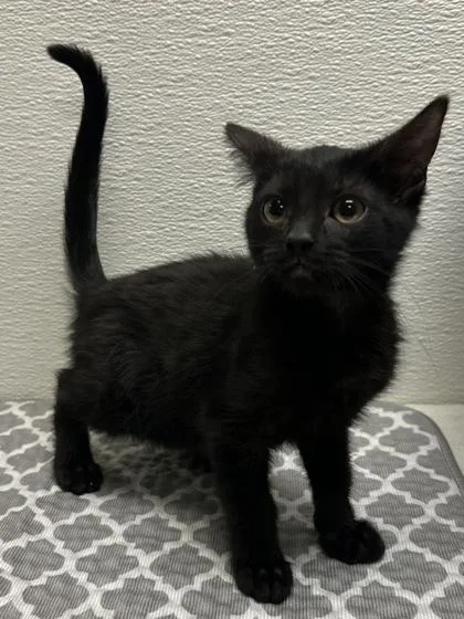 A young small-sized male Domestic Short Hair cat named Henry for adoption in Phoenix, AZ