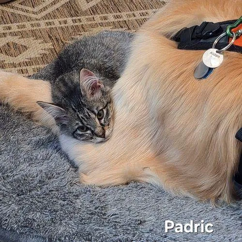 A baby medium-sized male Tabby cat named Padric for adoption in Tulsa, OK