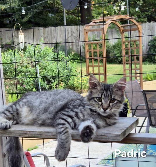 Padric thumbnail 4
