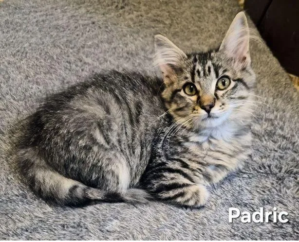 Padric thumbnail 5