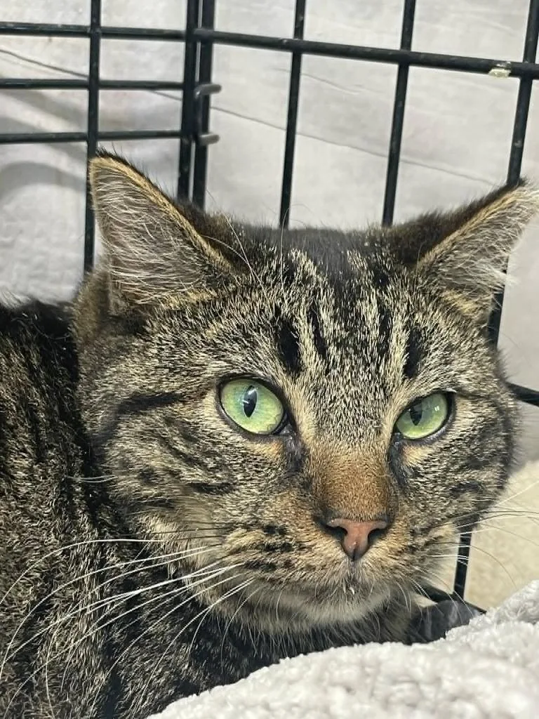 A young medium-sized male Domestic Short Hair cat named Noggin for adoption in Ogden, UT