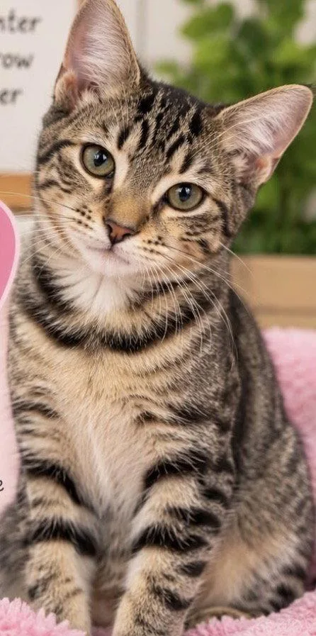 A baby medium-sized female Domestic Short Hair cat named Amaia for adoption in Margate, FL