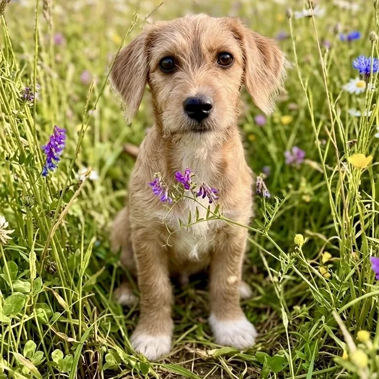 A baby small-sized male Wirehaired Dachshund dog named Nelson for adoption in Proctorville, OH