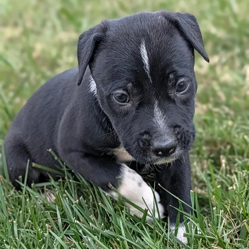 A baby medium-sized female Black Mixed Breed dog named Tortilla for adoption in Durham, NC