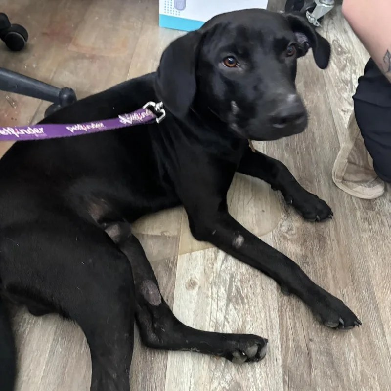 An adult medium-sized male Black Labrador Retriever dog named Bayou for adoption in Laurel, MS