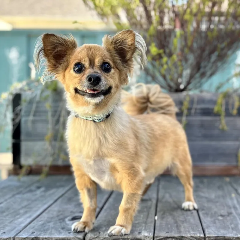 An adult small-sized male Golden Chihuahua dog named Benny Bear for adoption in Pacific Grove, CA