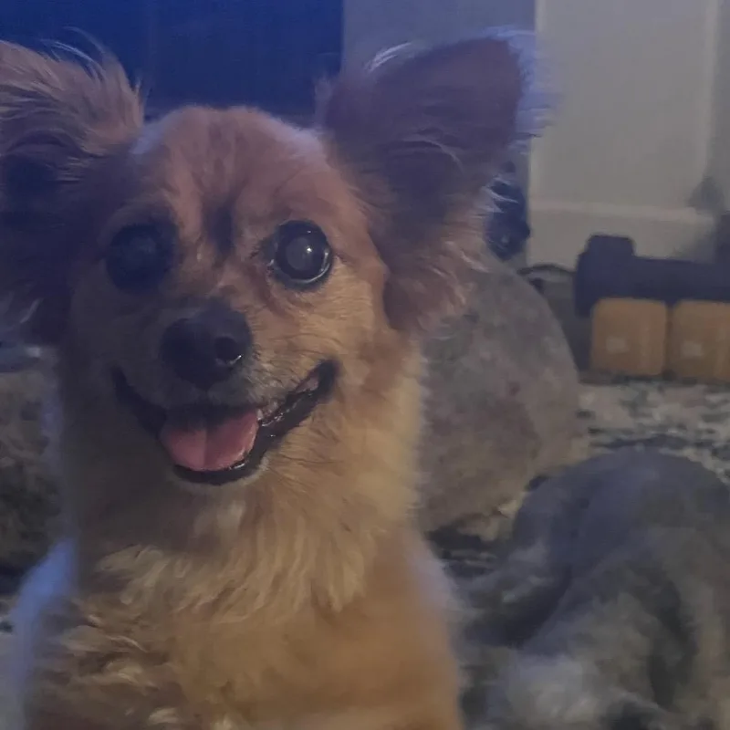 Benny Bear thumbnail 2