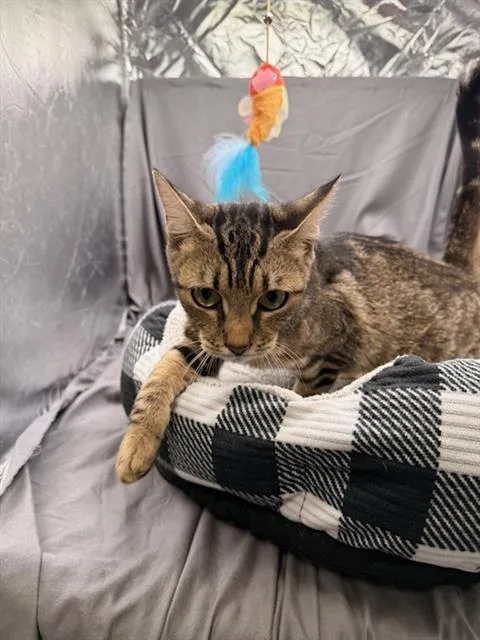 An adult medium-sized female Domestic Short Hair cat named Trixie for adoption in Appling, GA