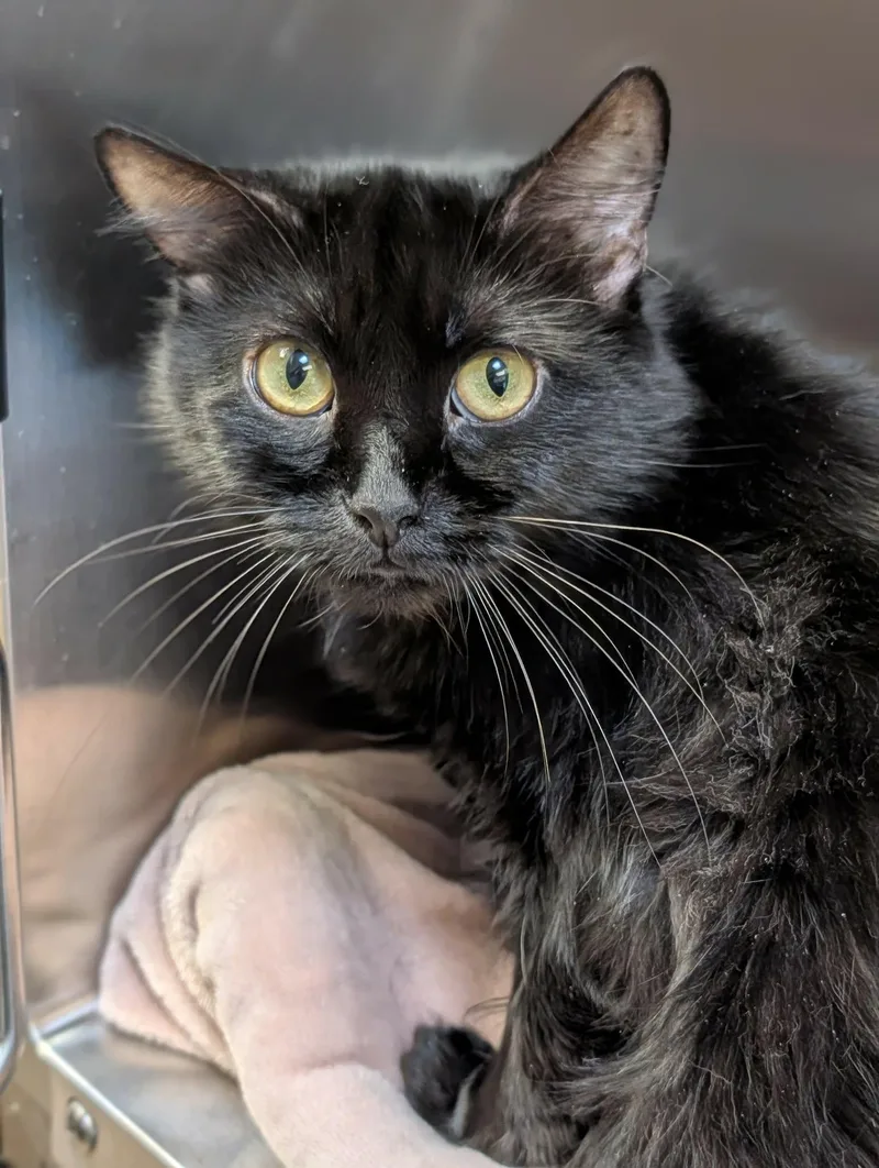 An adult medium-sized female Domestic Medium Hair cat named Shadow for adoption in Chambersburg, PA