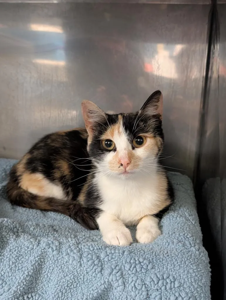 A baby small-sized female Domestic Short Hair cat named Fiona for adoption in Syracuse, IN