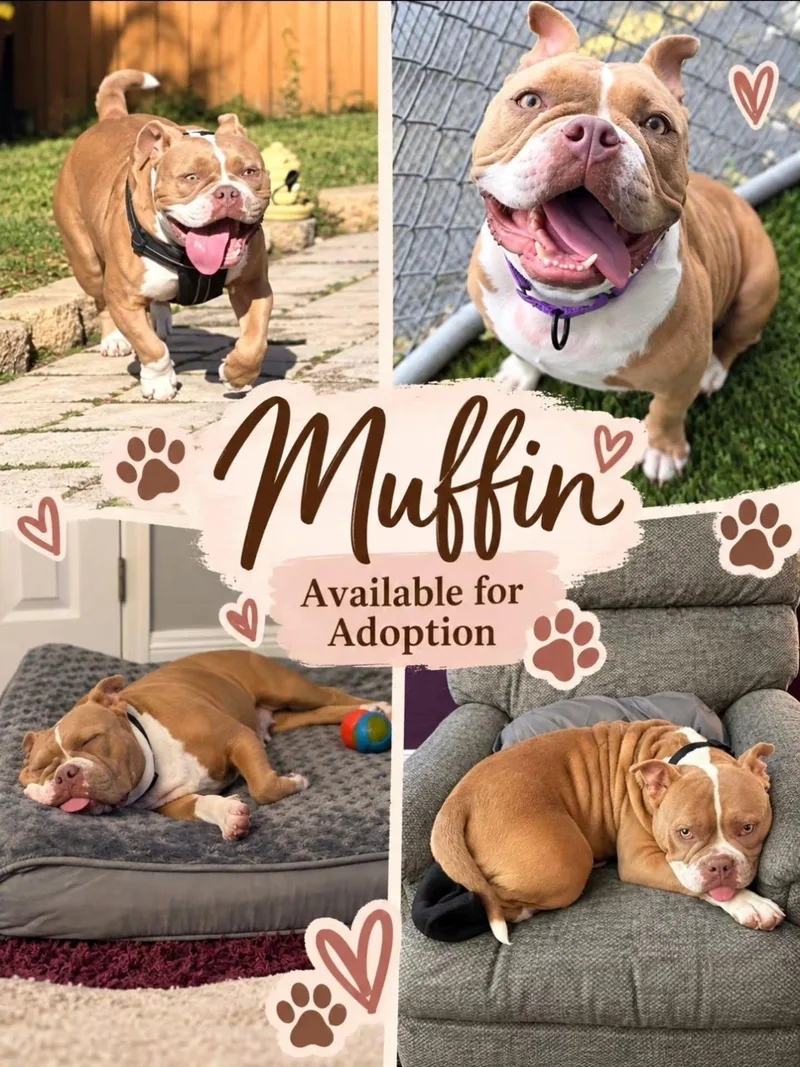 Muffin thumbnail 5