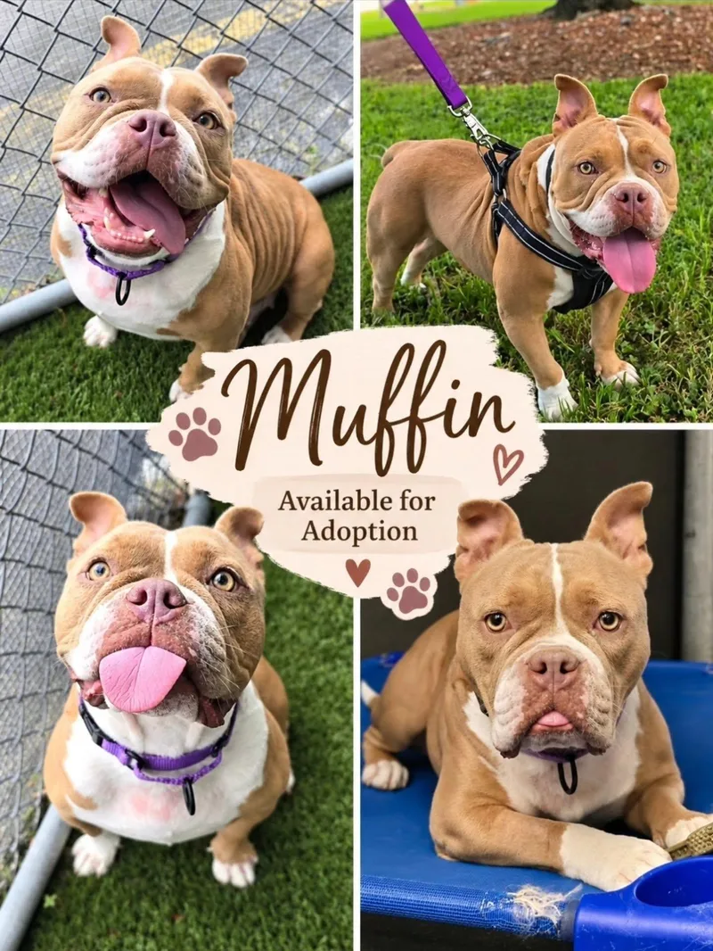 Muffin thumbnail 6
