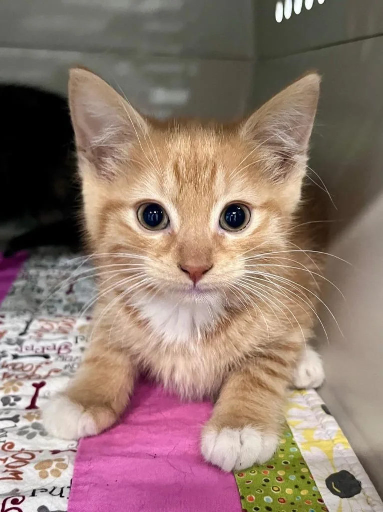 A baby medium-sized male Domestic Short Hair cat named Orris for adoption in Cincinnati, OH